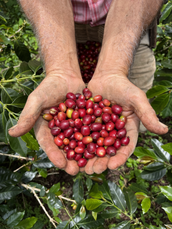 Tour del Café en Jardín - El pueblo mas bonito de Antioquia. - Imagen 12