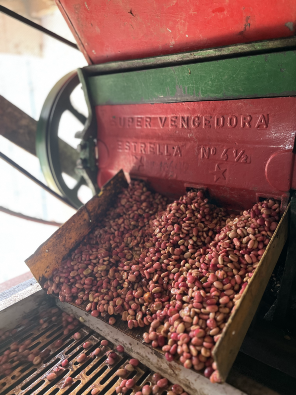 Tour del Café en Jardín - El pueblo mas bonito de Antioquia. - Imagen 13