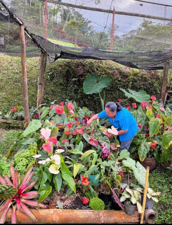Tour del Café en Jardín - El pueblo mas bonito de Antioquia. - Imagen 8