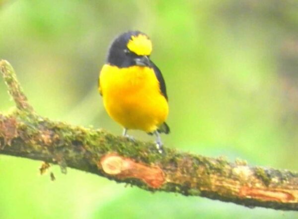 Avistamiento de aves TODO incluido - Desde Medellín - Imagen 2