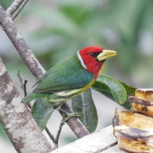 Avistamiento de aves TODO incluido - Desde Medellín