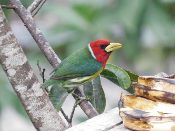 Avistamiento de aves TODO incluido - Desde Medellín