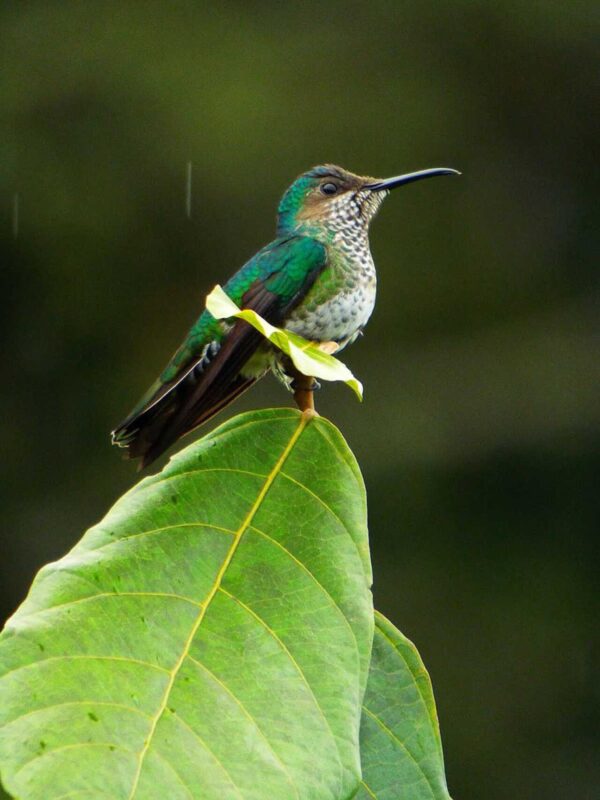Avistamiento de aves TODO incluido - Desde Medellín - Imagen 15