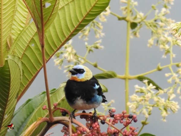 Avistamiento de aves TODO incluido - Desde Medellín - Imagen 4