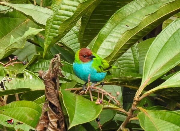 Avistamiento de aves TODO incluido - Desde Medellín - Imagen 5