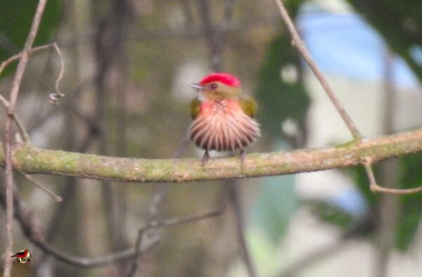 Avistamiento de aves TODO incluido - Desde Medellín - Imagen 6