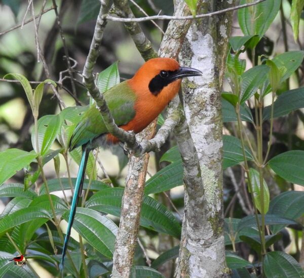 Avistamiento de aves TODO incluido - Desde Medellín - Imagen 7