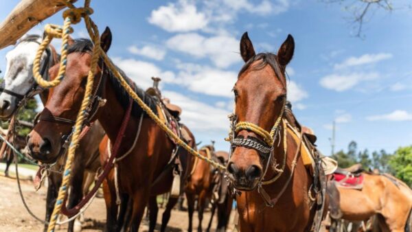 Cabalgata Caldas Antioquia Todo Incluido - Imagen 8