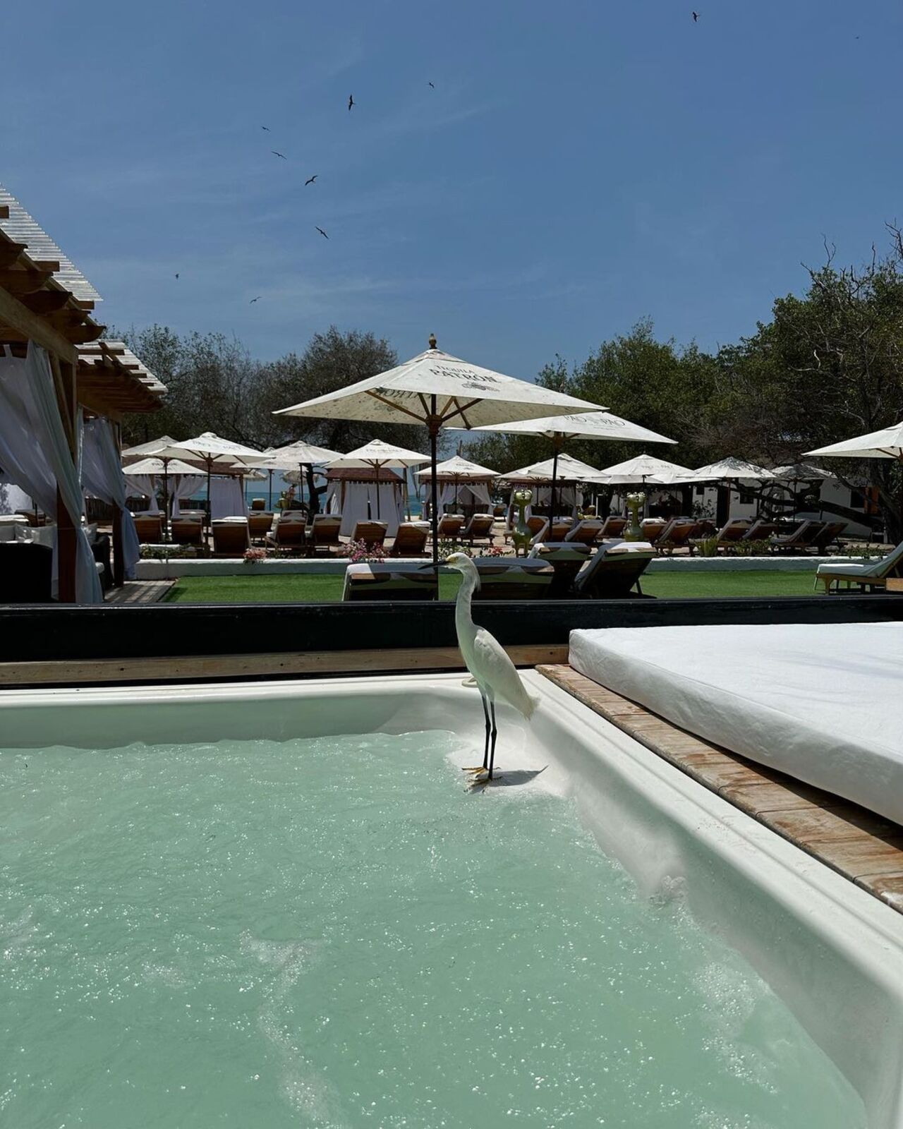 Pasadía Pao Pao Beach Club Cartagena - TODO Incluido - Imagen 4